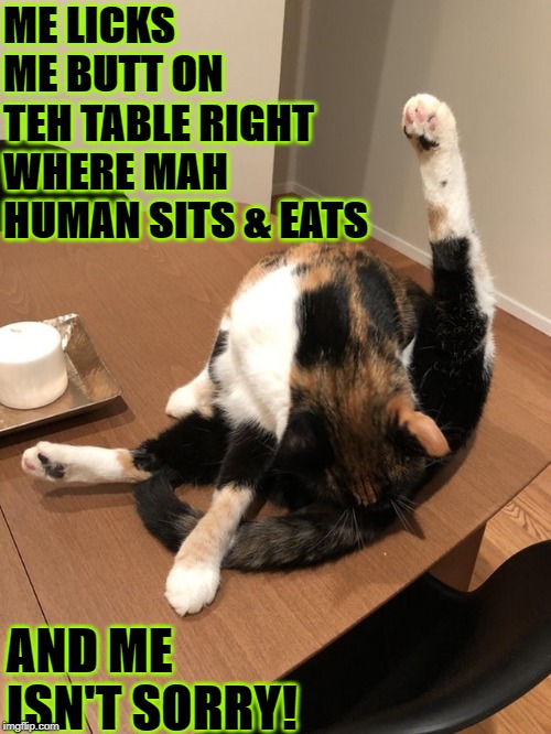 ME LICKS ME BUTT ON TEH TABLE RIGHT WHERE MAH HUMAN SITS & EATS; AND ME ISN'T SORRY! | image tagged in licks butt | made w/ Imgflip meme maker