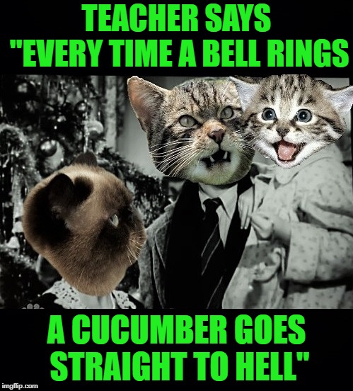 It's a wonderful cat life | TEACHER SAYS "EVERY TIME A BELL RINGS; A CUCUMBER GOES STRAIGHT TO HELL" | image tagged in funny memes,cats,holidays,kittens,christmas,cat | made w/ Imgflip meme maker