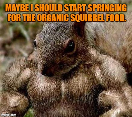 Muscle squirrel | MAYBE I SHOULD START SPRINGING FOR THE ORGANIC SQUIRREL FOOD. | image tagged in muscle squirrel,squirrels,organic,gmo | made w/ Imgflip meme maker