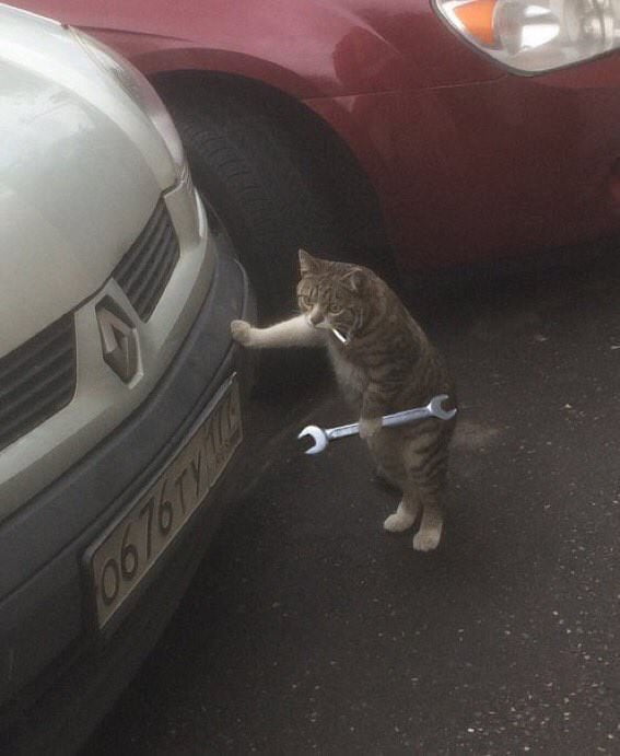 cat car mechanic meme