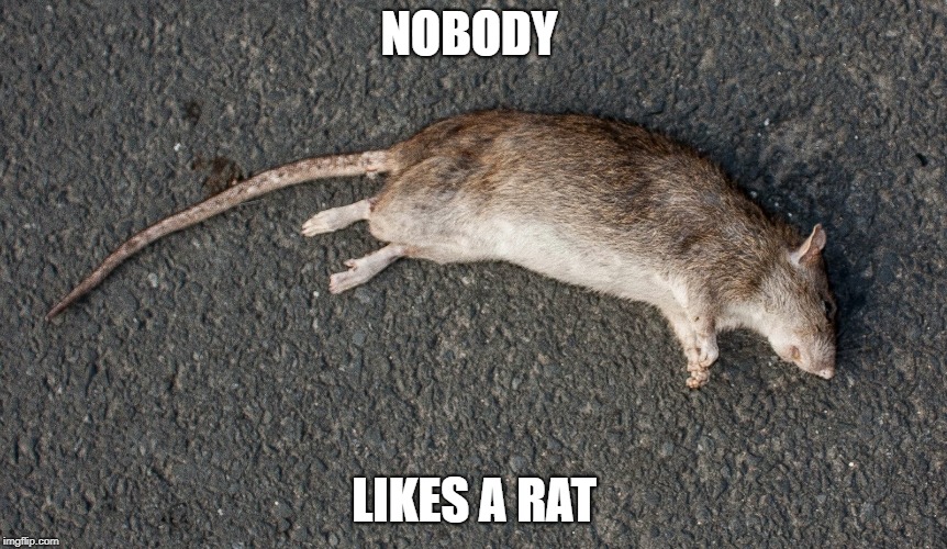 dead rat | NOBODY; LIKES A RAT | image tagged in dead rat | made w/ Imgflip meme maker