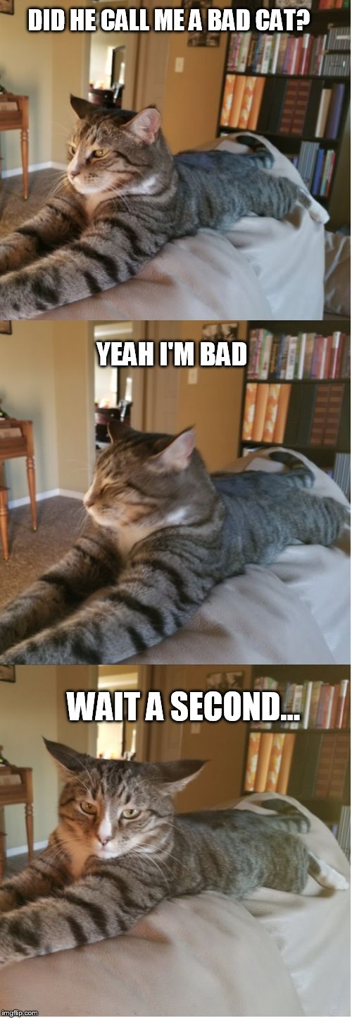 Bad Cat Joke | DID HE CALL ME A BAD CAT? YEAH I'M BAD WAIT A SECOND... | image tagged in bad cat joke | made w/ Imgflip meme maker