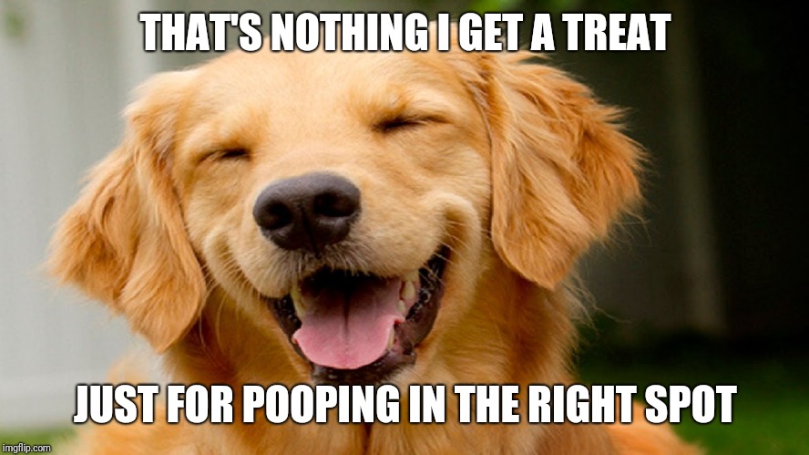 smiling dog | THAT'S NOTHING I GET A TREAT JUST FOR POOPING IN THE RIGHT SPOT | image tagged in smiling dog | made w/ Imgflip meme maker