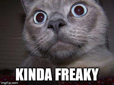 Freaky eye cat | KINDA FREAKY | image tagged in freaky eye cat | made w/ Imgflip meme maker