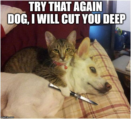 Warning killer cat | TRY THAT AGAIN DOG, I WILL CUT YOU DEEP | image tagged in warning killer cat | made w/ Imgflip meme maker