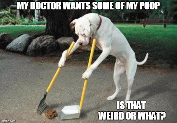 Dog poop | MY DOCTOR WANTS SOME OF MY POOP; IS THAT WEIRD OR WHAT? | image tagged in dog poop | made w/ Imgflip meme maker