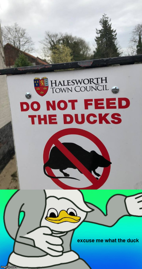 It's a mutant! | excuse me what the duck | image tagged in excuse me,what the,duck,funny signs,meme | made w/ Imgflip meme maker
