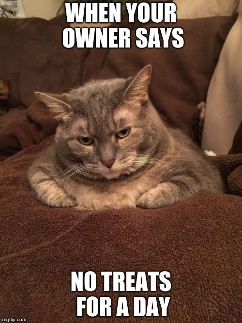 Fat cat mad | WHEN YOUR OWNER SAYS; NO TREATS FOR A DAY | image tagged in fat cat mad | made w/ Imgflip meme maker