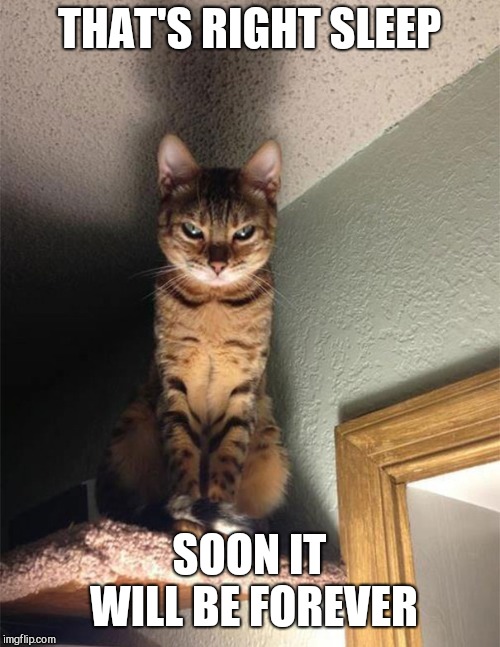 THAT'S RIGHT SLEEP; SOON IT WILL BE FOREVER | image tagged in evil cat | made w/ Imgflip meme maker