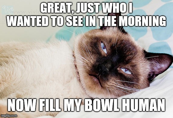 GREAT, JUST WHO I WANTED TO SEE IN THE MORNING; NOW FILL MY BOWL HUMAN | image tagged in cat,sleepy | made w/ Imgflip meme maker