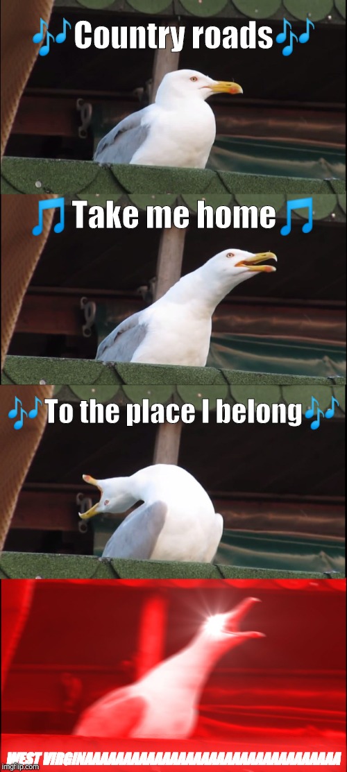 Inhaling Seagull Meme | 🎶Country roads🎶; 🎵Take me home🎵; 🎶To the place I belong🎶; WEST VIRGINAAAAAAAAAAAAAAAAAAAAAAAAAAAAAAAAA | image tagged in memes,inhaling seagull | made w/ Imgflip meme maker