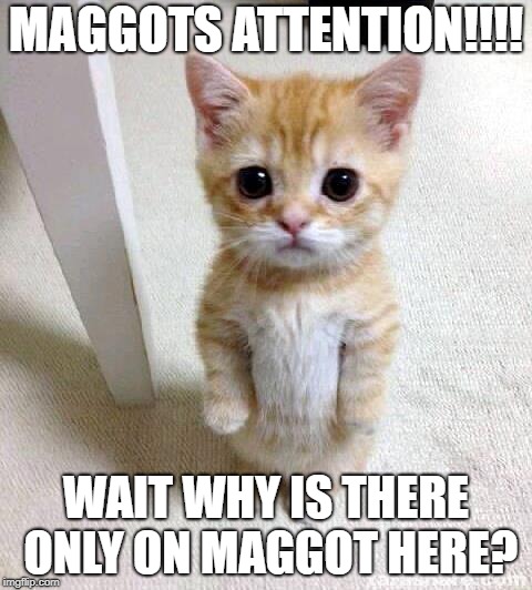 Cute Cat Meme | MAGGOTS ATTENTION!!!! WAIT WHY IS THERE ONLY ON MAGGOT HERE? | image tagged in memes,cute cat | made w/ Imgflip meme maker