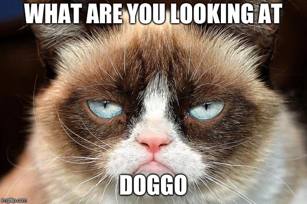 Grumpy Cat Not Amused Meme | WHAT ARE YOU LOOKING AT; DOGGO | image tagged in memes,grumpy cat not amused,grumpy cat | made w/ Imgflip meme maker