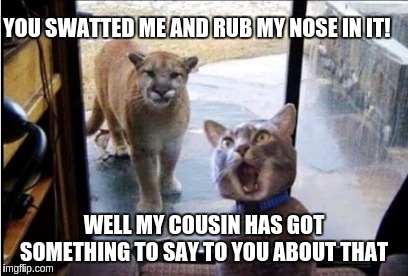 Revenge cat | YOU SWATTED ME AND RUB MY NOSE IN IT! WELL MY COUSIN HAS GOT SOMETHING TO SAY TO YOU ABOUT THAT | image tagged in funny,funny memes,funny meme,too funny | made w/ Imgflip meme maker