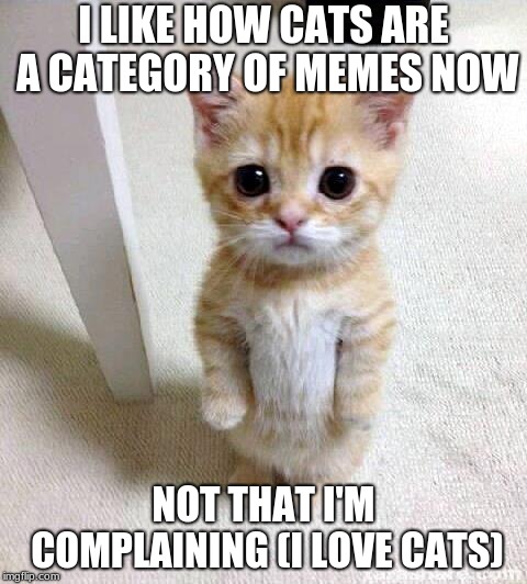 Cute Cat Meme | I LIKE HOW CATS ARE A CATEGORY OF MEMES NOW; NOT THAT I'M COMPLAINING (I LOVE CATS) | image tagged in memes,cute cat | made w/ Imgflip meme maker