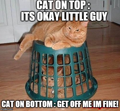 Cat guarding other cat | CAT ON TOP : ITS OKAY LITTLE GUY; CAT ON BOTTOM : GET OFF ME IM FINE! | image tagged in cat guarding other cat | made w/ Imgflip meme maker