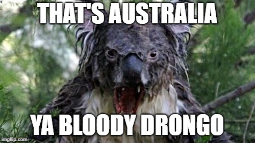 Angry Koala Meme | THAT'S AUSTRALIA YA BLOODY DRONGO | image tagged in memes,angry koala | made w/ Imgflip meme maker