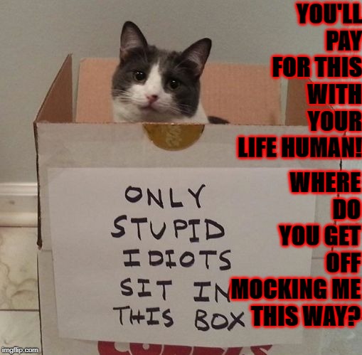 YOU'LL PAY FOR THIS WITH YOUR LIFE HUMAN! WHERE DO YOU GET OFF MOCKING ME THIS WAY? | image tagged in stupid idiot | made w/ Imgflip meme maker