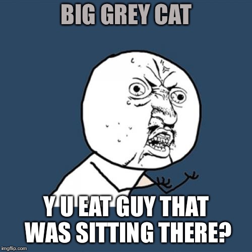 Y U No Meme | BIG GREY CAT Y U EAT GUY THAT WAS SITTING THERE? | image tagged in memes,y u no | made w/ Imgflip meme maker