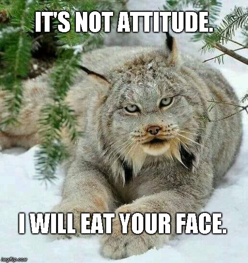 Lynx Attitude | IT'S NOT ATTITUDE. I WILL EAT YOUR FACE. | image tagged in lynx,attitude | made w/ Imgflip meme maker