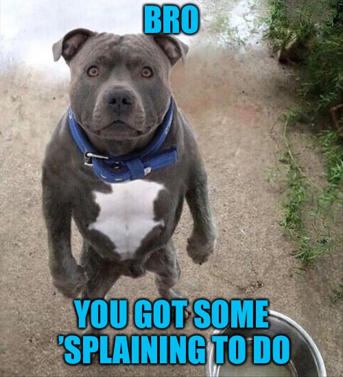 What’s with the empty bowl?? | BRO; YOU GOT SOME ’SPLAINING TO DO | image tagged in memes,dog | made w/ Imgflip meme maker
