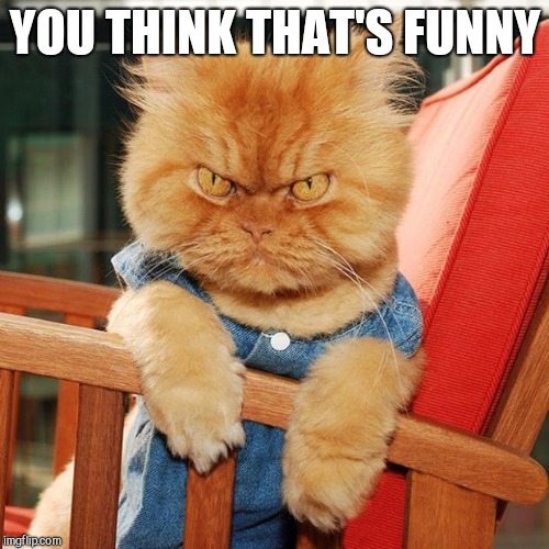 Garfi The Angry Cat | YOU THINK THAT'S FUNNY | image tagged in garfi the angry cat | made w/ Imgflip meme maker