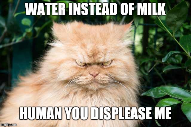Displeased cat | WATER INSTEAD OF MILK; HUMAN YOU DISPLEASE ME | image tagged in displeased cat | made w/ Imgflip meme maker