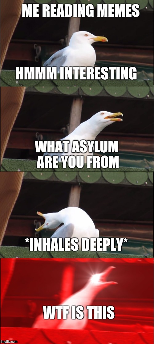 Inhaling Seagull Meme | ME READING MEMES; HMMM INTERESTING; WHAT ASYLUM ARE YOU FROM; *INHALES DEEPLY*; WTF IS THIS | image tagged in memes,inhaling seagull | made w/ Imgflip meme maker