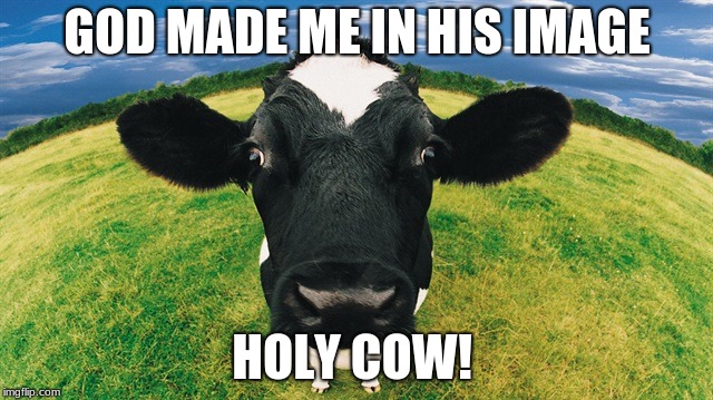 Holy Cow | GOD MADE ME IN HIS IMAGE; HOLY COW! | image tagged in cow,holy cow,god | made w/ Imgflip meme maker