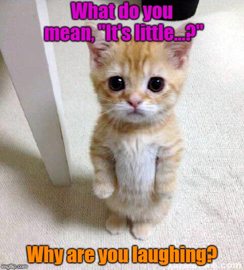 Cute Cat | What do you mean, "It's little...?"; Why are you laughing? | image tagged in memes,cute cat | made w/ Imgflip meme maker