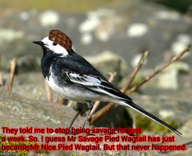 Savage Pied Wagtail | They told me to stop being savage for just a week. So. I guess Mr Savage Pied Wagtail has just became Mr Nice Pied Wagtail. But that never h | image tagged in savage pied wagtail,scumbag | made w/ Imgflip meme maker