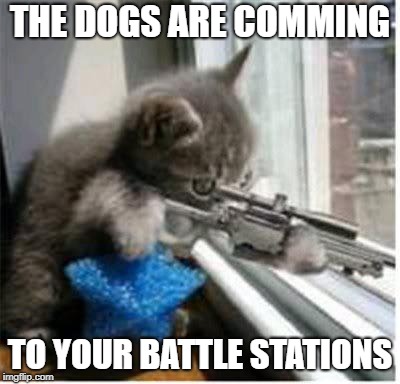 cats with guns | THE DOGS ARE COMMING; TO YOUR BATTLE STATIONS | image tagged in cats with guns | made w/ Imgflip meme maker