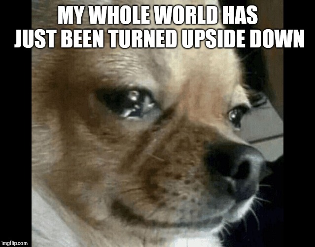 dog crying | MY WHOLE WORLD HAS JUST BEEN TURNED UPSIDE DOWN | image tagged in dog crying | made w/ Imgflip meme maker