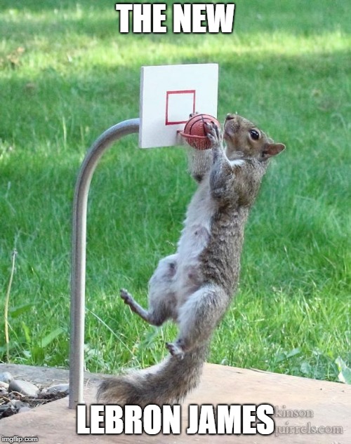 Squirrel basketball |  THE NEW; LEBRON JAMES | image tagged in squirrel basketball | made w/ Imgflip meme maker