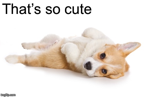 Give me a belly rub | That’s so cute | image tagged in give me a belly rub | made w/ Imgflip meme maker