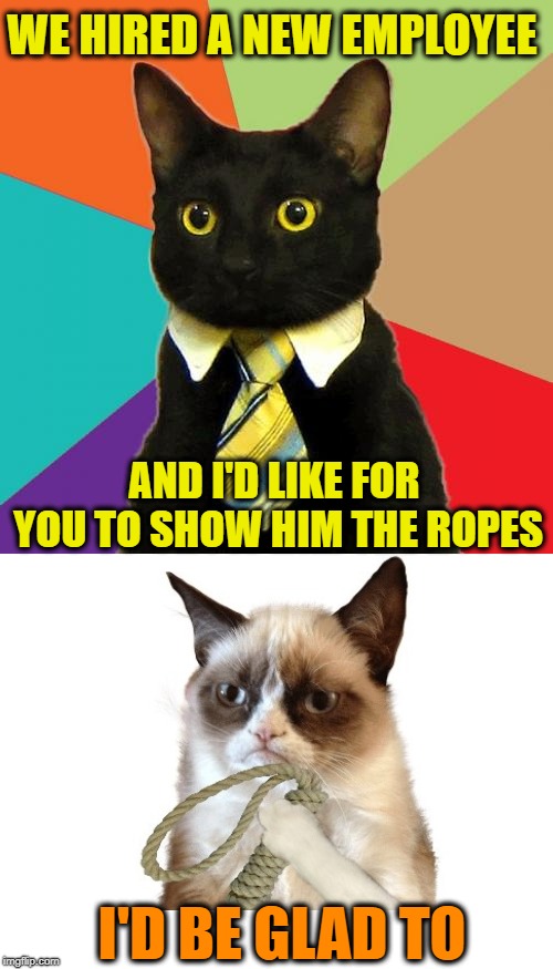 Training people is a pain | WE HIRED A NEW EMPLOYEE; AND I'D LIKE FOR YOU TO SHOW HIM THE ROPES; I'D BE GLAD TO | image tagged in memes,business cat,grumpy cat,cat,job,training | made w/ Imgflip meme maker