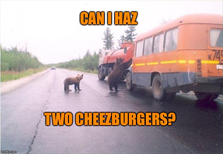 C'mon, I can smell 'em! | CAN I HAZ; TWO CHEEZBURGERS? | image tagged in bear,cheezburger,memes,funny | made w/ Imgflip meme maker