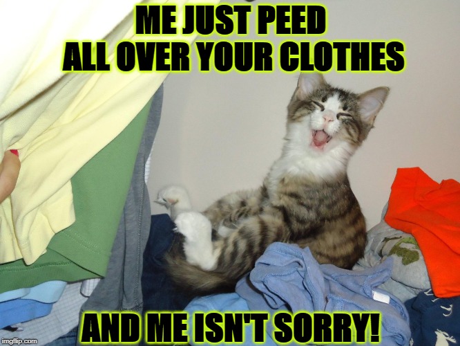 ME JUST PEED ALL OVER YOUR CLOTHES; AND ME ISN'T SORRY! | image tagged in me peed | made w/ Imgflip meme maker