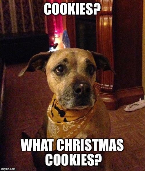 R.I.P.  Ginger loo doo.  11/15/05-12/08/18 | A | image tagged in funny dogs,christmas,cookies,r i p | made w/ Imgflip meme maker
