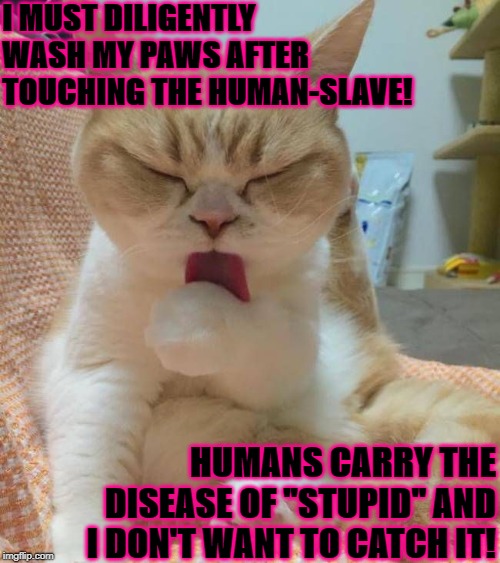 I MUST DILIGENTLY WASH MY PAWS AFTER TOUCHING THE HUMAN-SLAVE! HUMANS CARRY THE DISEASE OF "STUPID" AND I DON'T WANT TO CATCH IT! | image tagged in stupid human | made w/ Imgflip meme maker