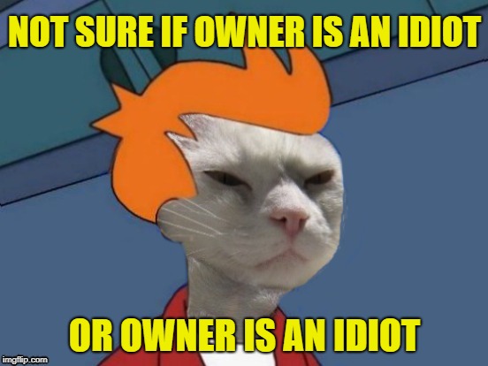 Cat Fry | NOT SURE IF OWNER IS AN IDIOT; OR OWNER IS AN IDIOT | image tagged in funny memes,cat,cat memes,cats,fry,meme | made w/ Imgflip meme maker