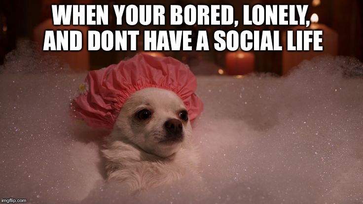 Chihuahua Bubble Bath | WHEN YOUR BORED, LONELY, AND DONT HAVE A SOCIAL LIFE | image tagged in chihuahua bubble bath | made w/ Imgflip meme maker