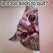 scared cat | is it too soon to quit? | image tagged in scared cat | made w/ Imgflip meme maker