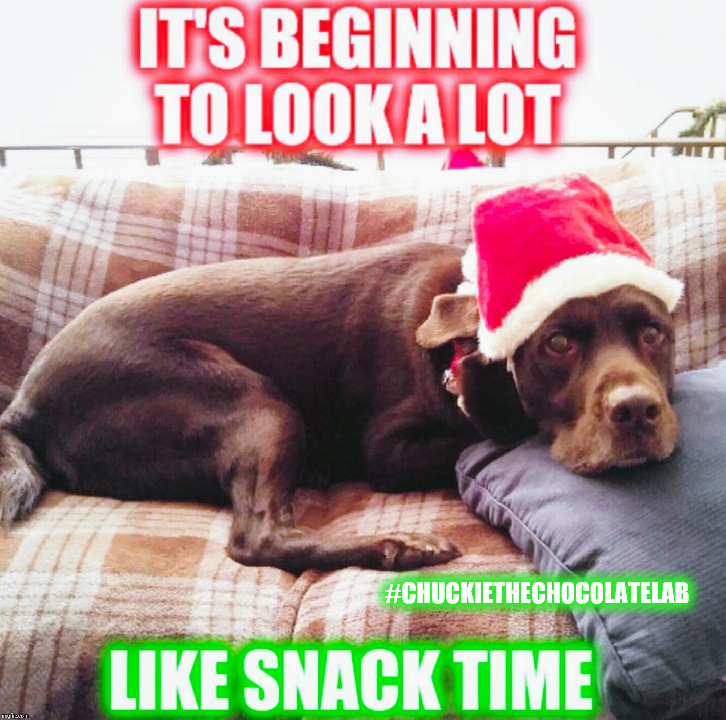 It's beginning to look a lot like snack time.  | #CHUCKIETHECHOCOLATELAB | image tagged in chuckie the chocolate lab,dogs,memes,funny,christmas,christmas memes | made w/ Imgflip meme maker