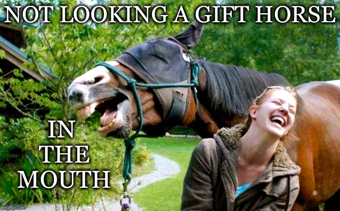 Irony Horse Shoes | IN THE MOUTH; NOT LOOKING A GIFT HORSE | image tagged in look,gift,horse,mouth,laughing | made w/ Imgflip meme maker