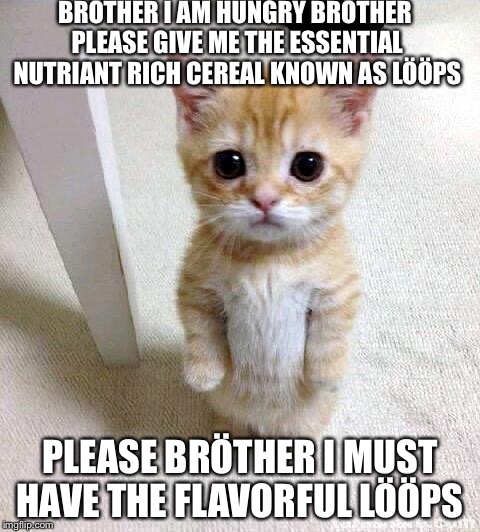 BÖTHER I AM HUNRGY BRÖTHER  | BRÖTHER I AM HUNGRY BRÖTHER PLEASE GIVE ME THE ESSENTIAL NUTRIANT RICH CEREAL KNOWN AS LÖÖPS; PLEASE BRÖTHER I MUST HAVE THE FLAVORFUL LÖÖPS | image tagged in memes,cute cat,bther | made w/ Imgflip meme maker