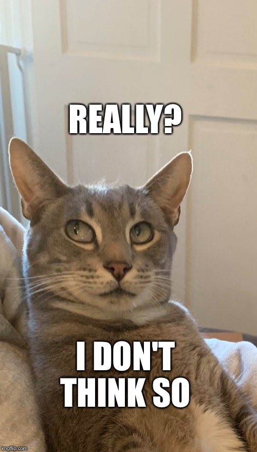 Annoyed cat | REALLY? I DON'T THINK SO | image tagged in annoyed,pissed off | made w/ Imgflip meme maker