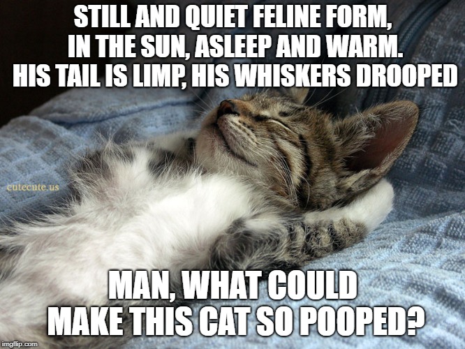 sleeping cat | STILL AND QUIET FELINE FORM, IN THE SUN, ASLEEP AND WARM. HIS TAIL IS LIMP, HIS WHISKERS DROOPED; MAN, WHAT COULD MAKE THIS CAT SO POOPED? | image tagged in sleeping cat,memes,funny,latest,funny memes | made w/ Imgflip meme maker