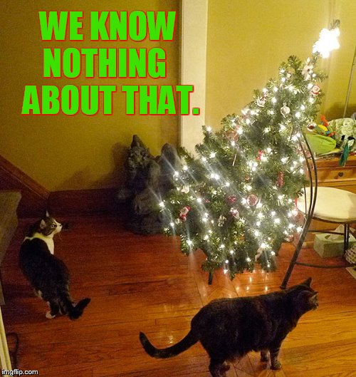 Someone Knocked Down The Christmas Tree? | WE KNOW NOTHING   ABOUT THAT. | image tagged in memes,cats,knock,down,christmas tree,act innocent | made w/ Imgflip meme maker