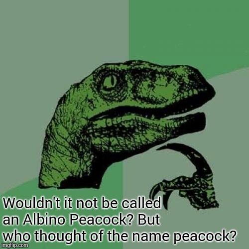 Philosoraptor Meme | Wouldn't it not be called an Albino Peacock? But who thought of the name peacock? | image tagged in memes,philosoraptor | made w/ Imgflip meme maker